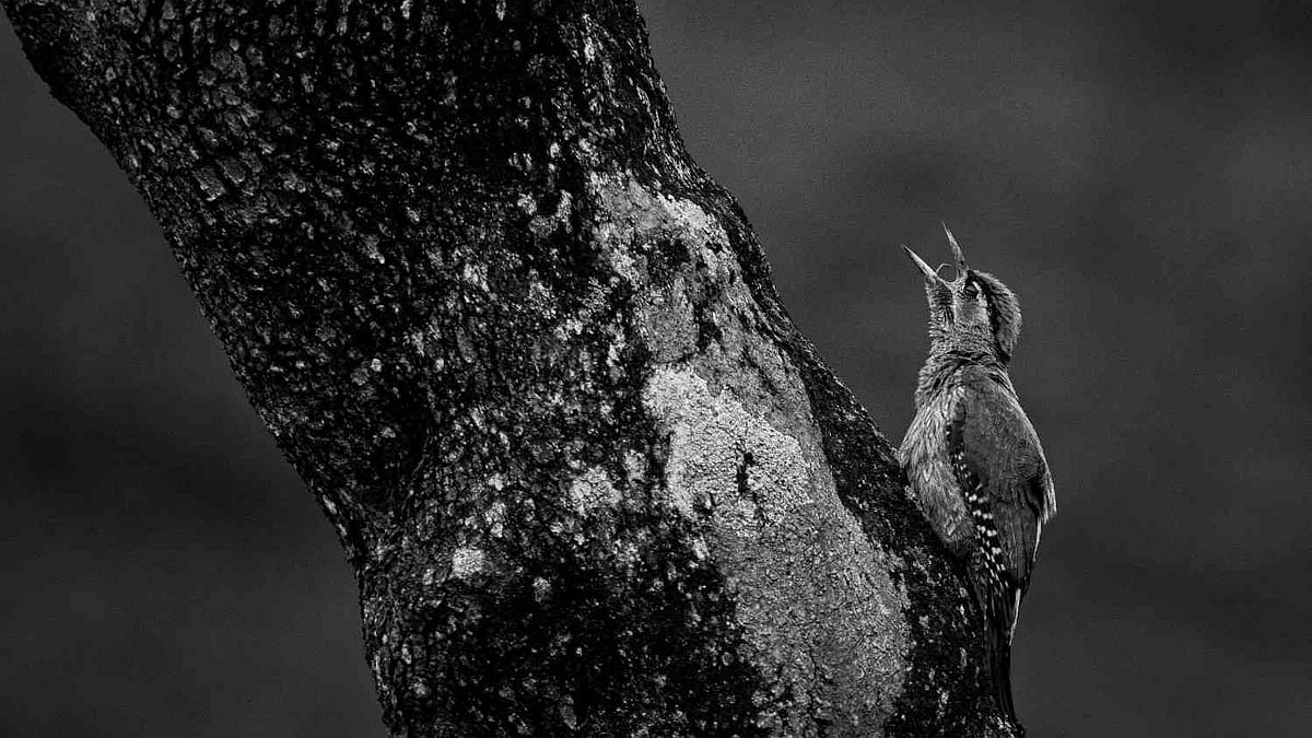 National Gallery of Modern Art Showcases 100 Kerala Photos in Exhibition