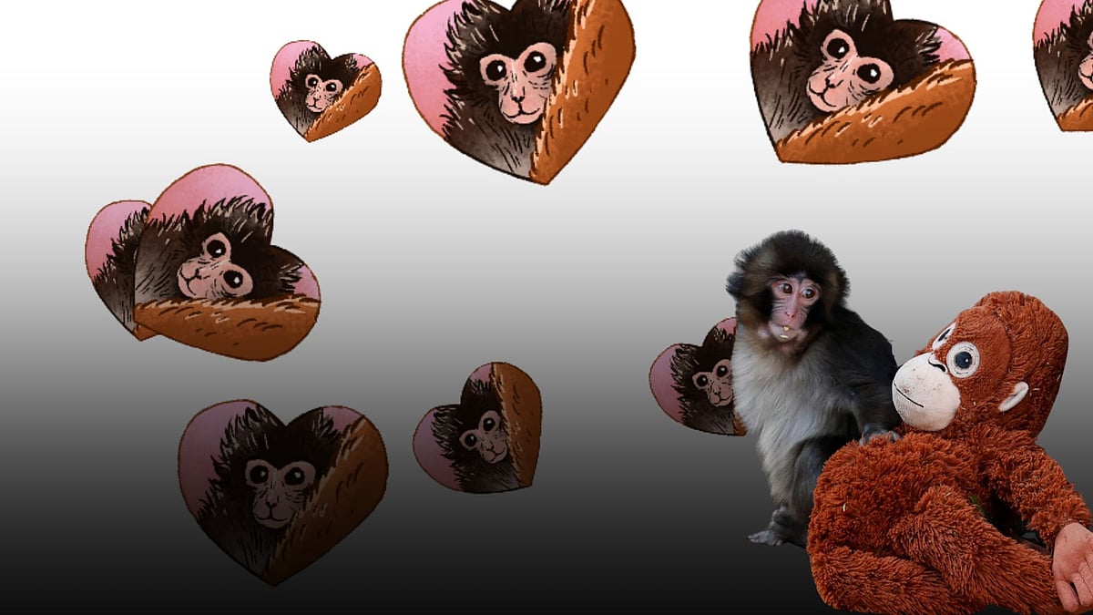 Punch the Monkey: Google surprise delights fans worldwide and