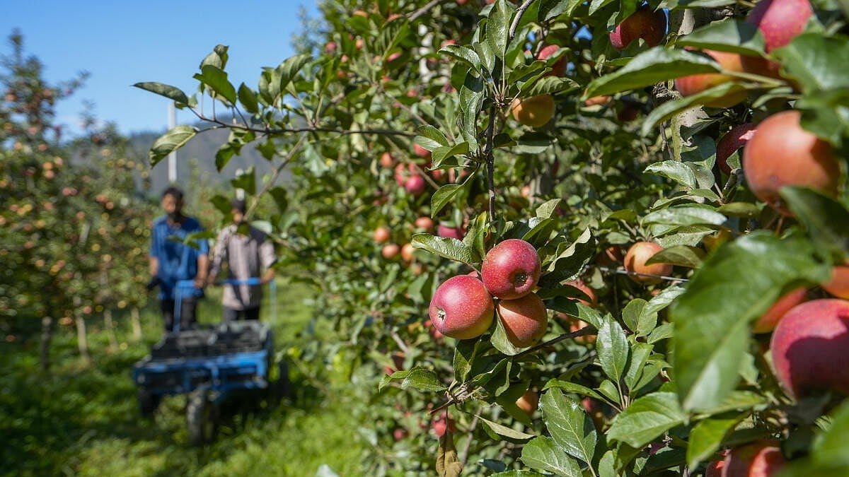 Kashmir's Record Warmth Threatens Orchards, Water Supply, and Livelihoods