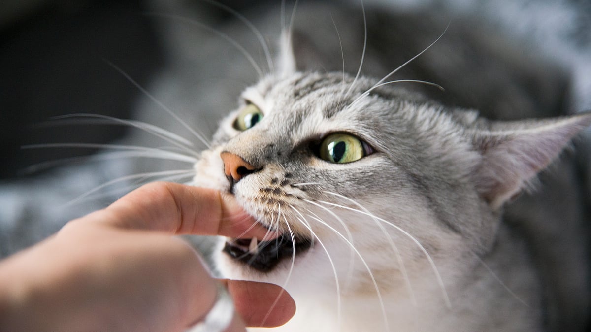 Kerala Reports Cat Bites Surpass Dog Bites, Highlighting Public Health Concern
