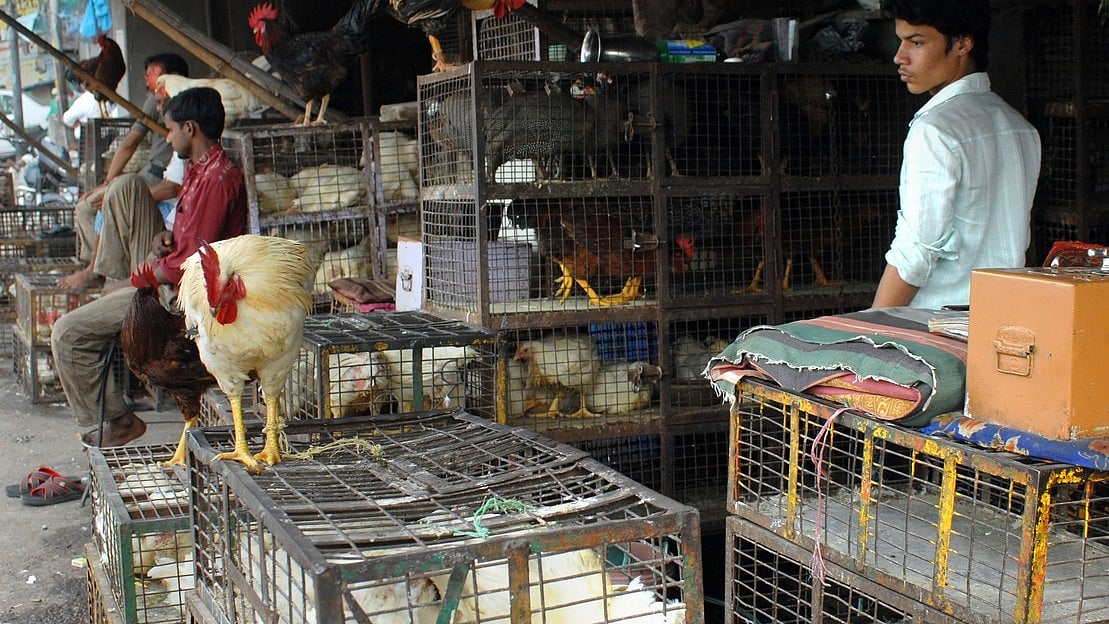 Yelahanka Meat Shops Undergo Rigorous Hygiene and License Inspections