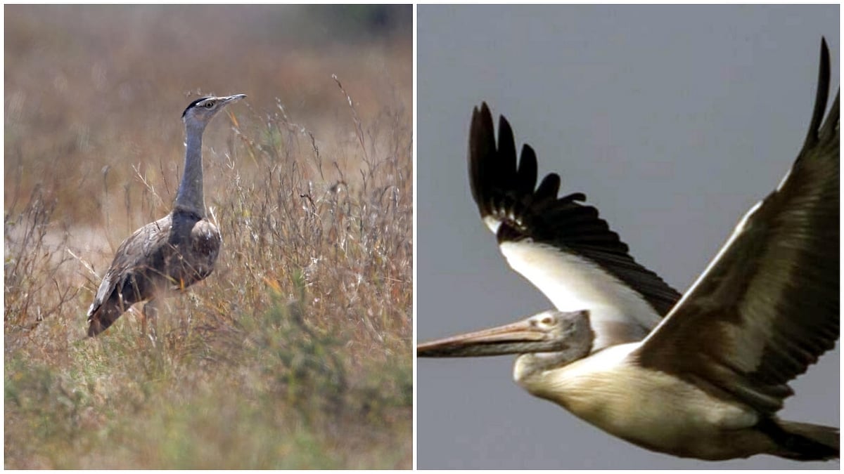 Nearly Half of Migratory Species in Decline, New Global Study Reveals