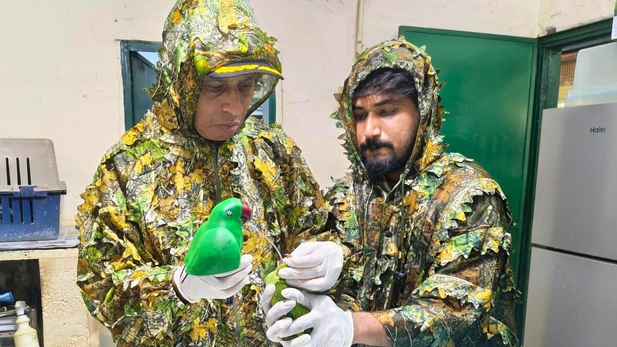 Bengaluru Engineering Students Design 3D-Printed Parakeet to Feed Rescued Chicks