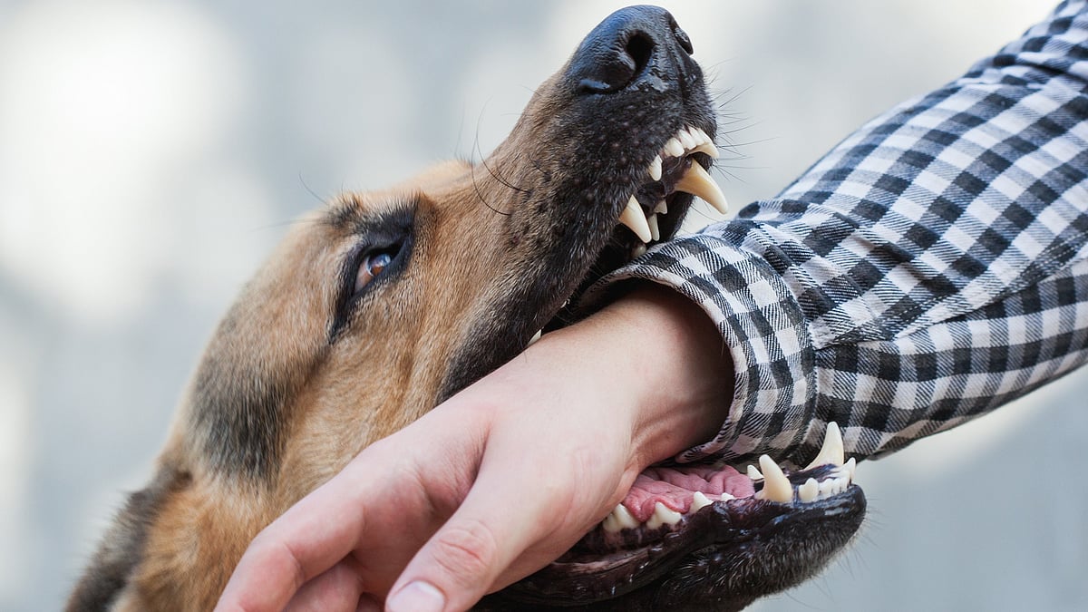 India's Dog Bite Crisis: Vaccine Shortages and Delayed Treatment Exposed