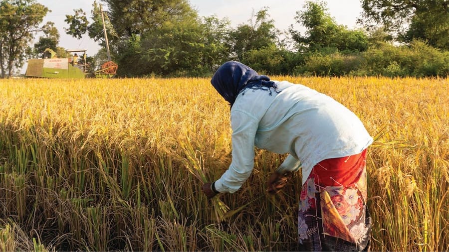 <div class="paragraphs"><p>A woman manually harvesting rice with a sickle. Women work almost continuously, with no clear breaks; only transitions between different kinds of paid and unpaid labour. </p></div>