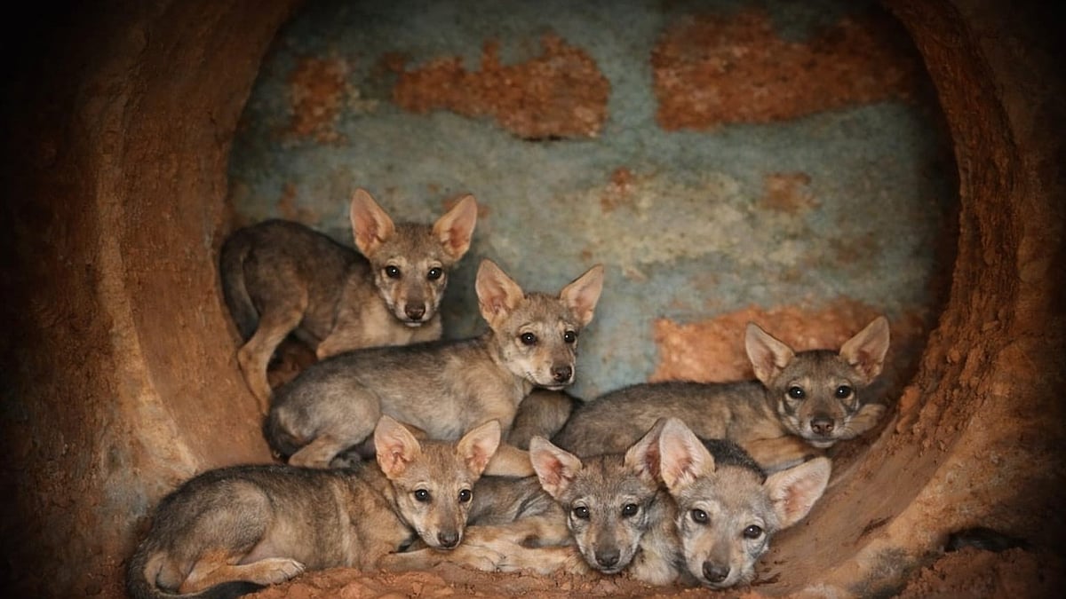Seven Indian Wolf Pups Born at Pilikula Biological Park in Mangaluru