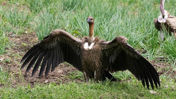 Assam Releases First Captive-Bred White-Rumped Vultures into Wilderness