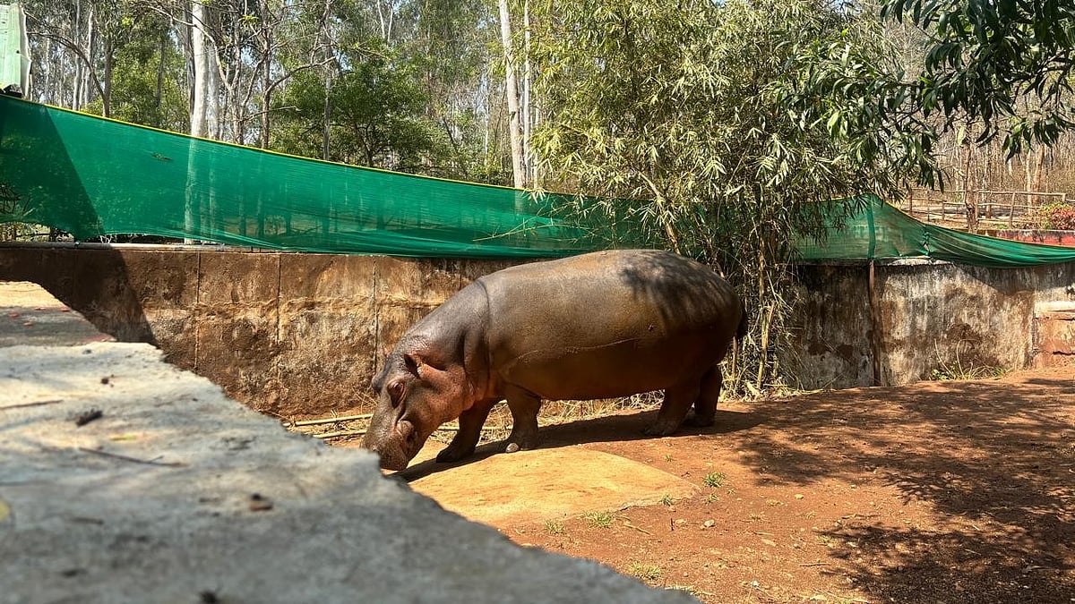 Hippopotamus in Shivamogga zoo suffers miscarriage