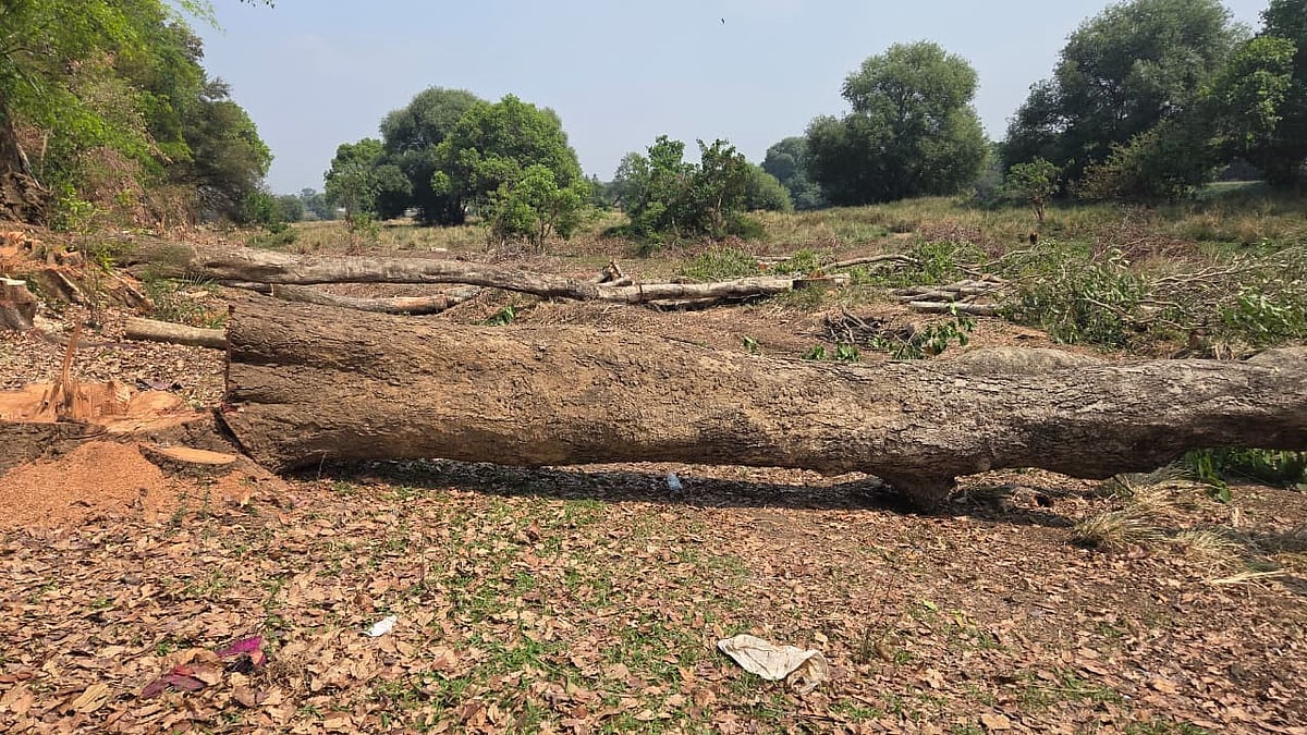Illegal Felling of 46 Trees in Mysuru Sparks Major Environmental Protest