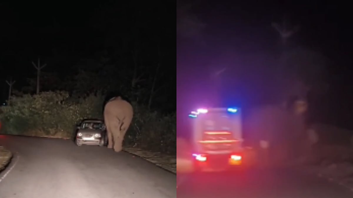 Wild Elephant Padayappa Attacks Car in Kerala's Munnar, Passengers Escape Unharmed