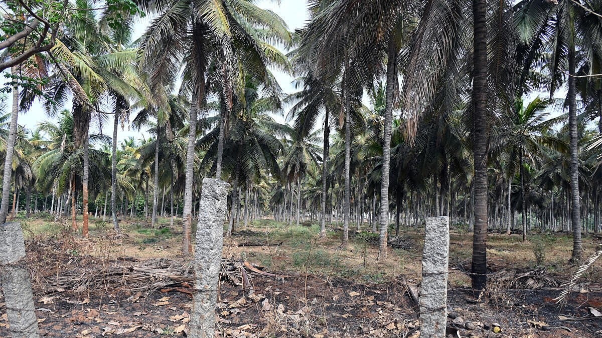 Karnataka Minister Reports 12-14% Coconut Crop Infested by Pests