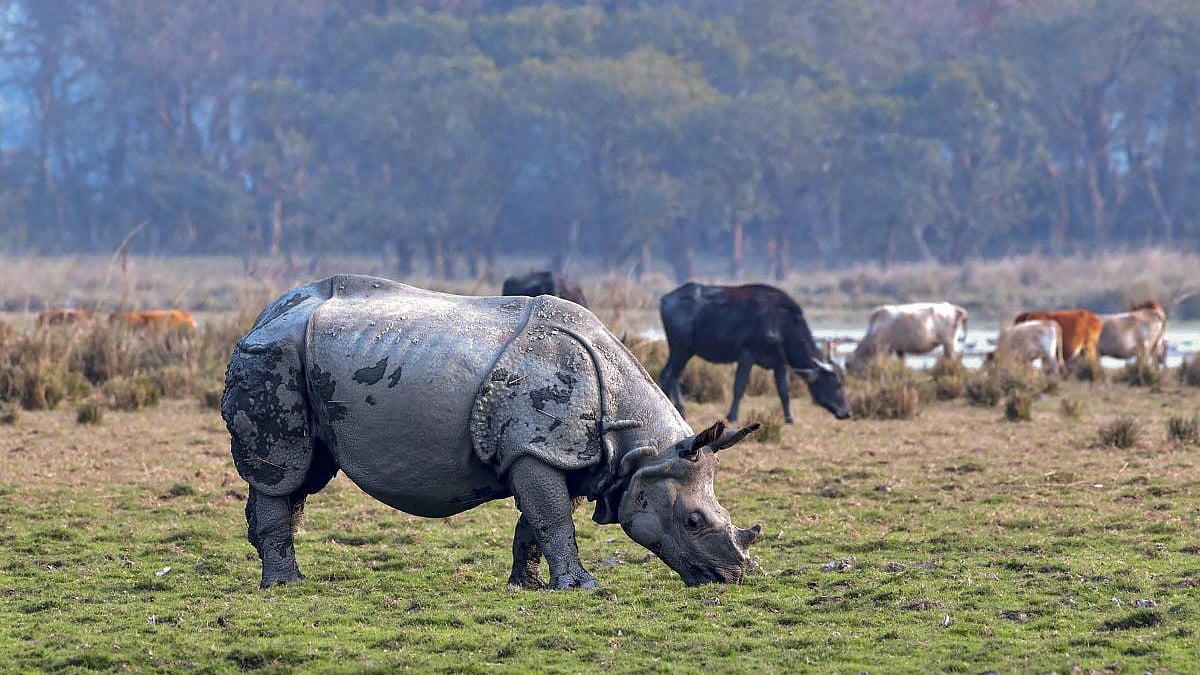 Four Rhinos Successfully Released into Dudhwa Tiger Reserve Wild