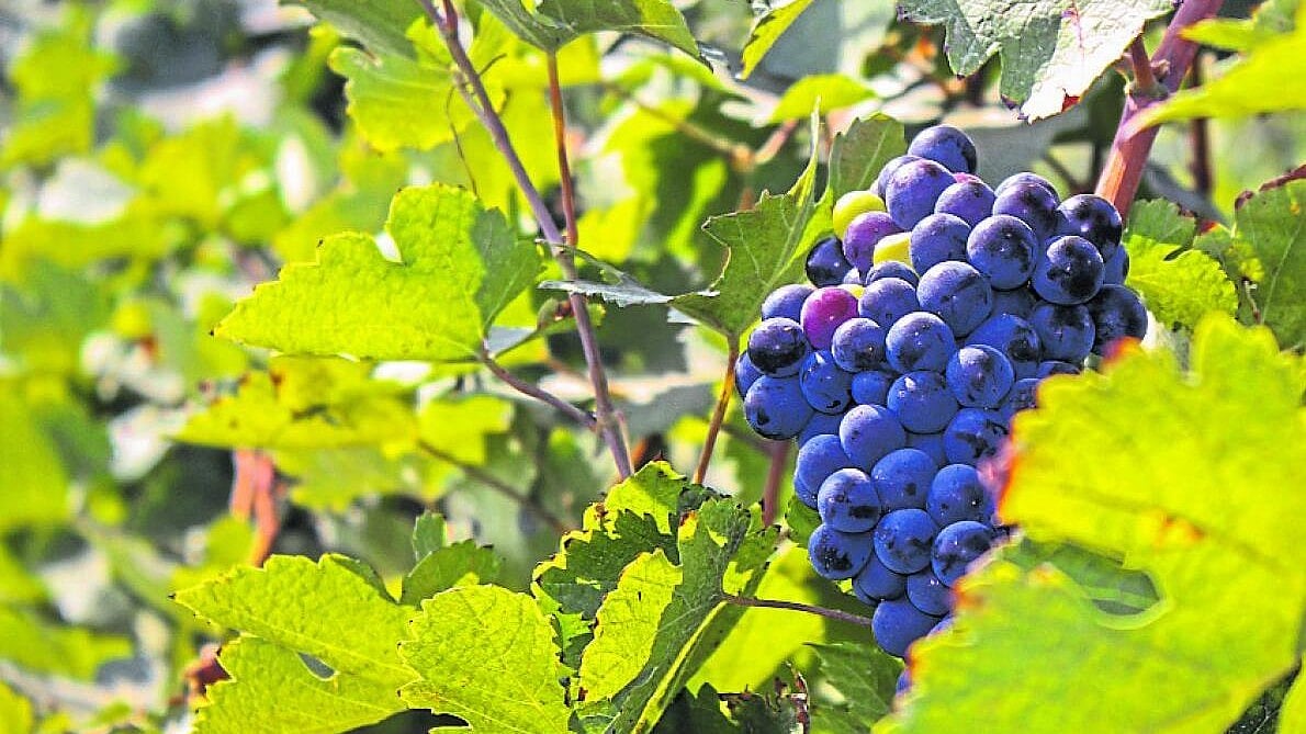Unravelling the history of wines