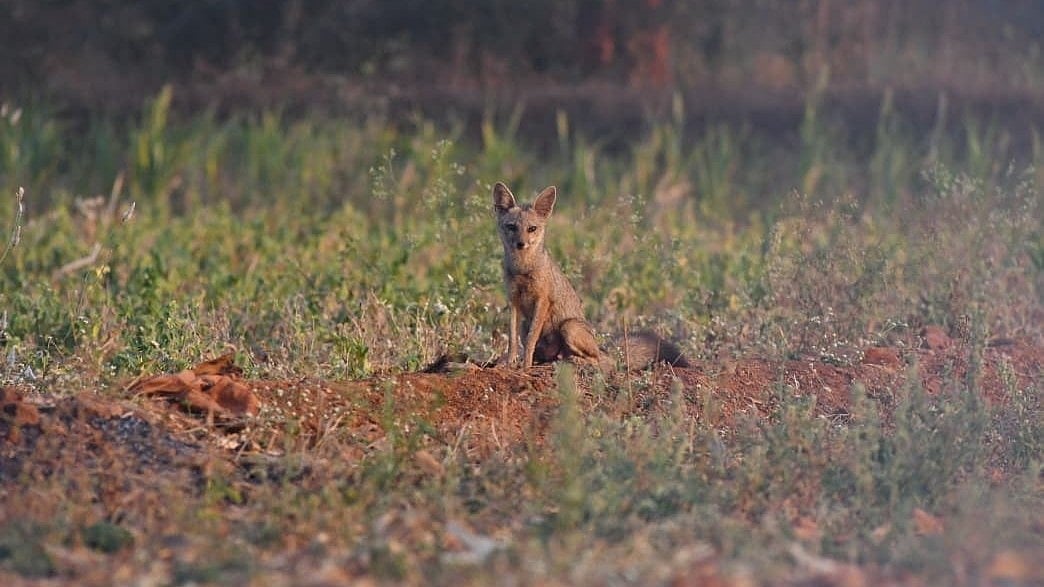Karnataka Farmers Coexist with Fox Families in Haveri and Gadag