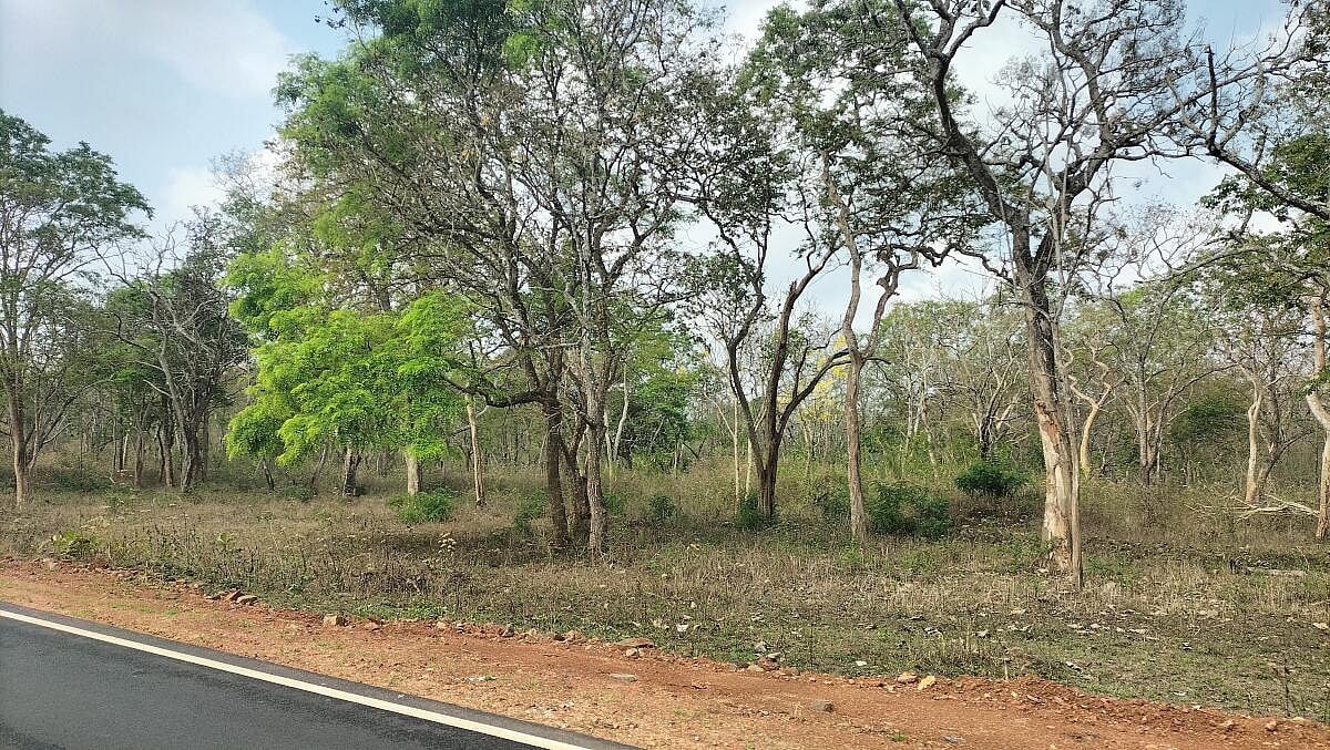 Mysuru Region Sees Brief Respite from Wildfire Threat After Recent Rains