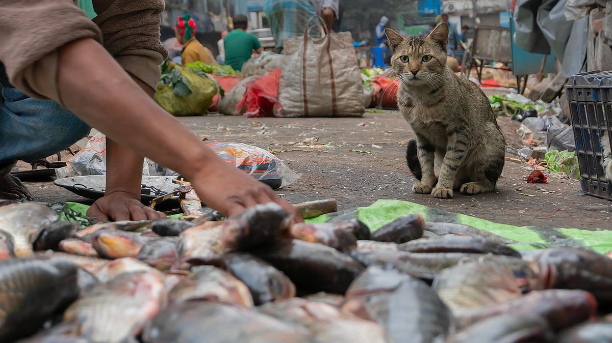 Fish as Political Symbol: How Bengal's Cuisine Defines 2026 Assembly Elections