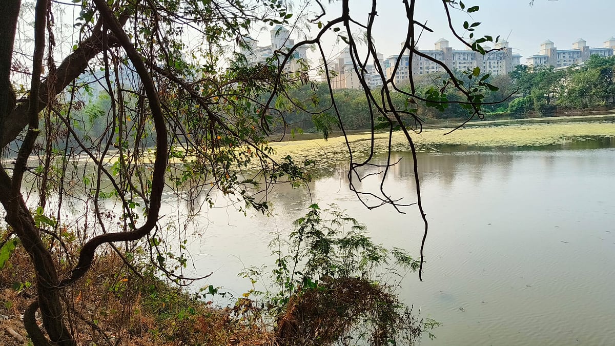 Navi Mumbai's DPS Flamingo Lake: 2.5 Tonnes of Algae Removed, Tidal Issues Remain
