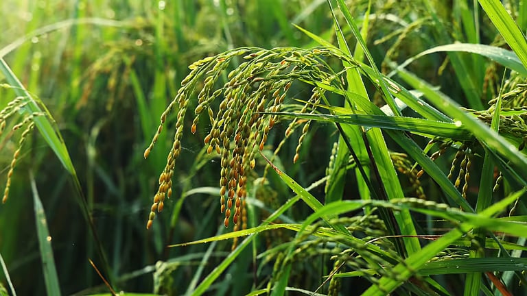 Punjab Rice Exporters Urge Central Government to Establish Barter Trade with Iran
