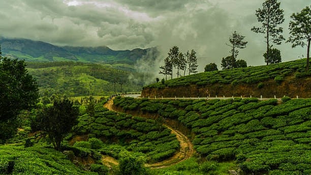 Bengaluru's Expensive Tree Plantation Drives Show Minimal Survival Rates