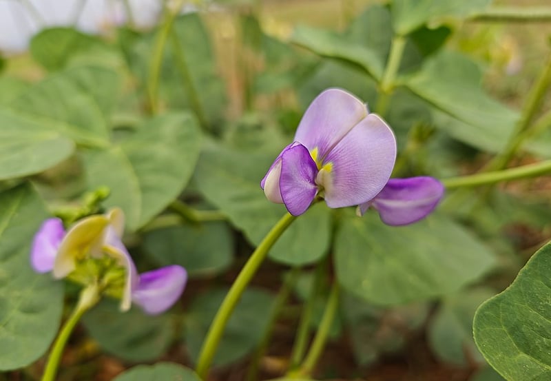 Xiaomi 17 Review: Premium compact phone with impressive camera