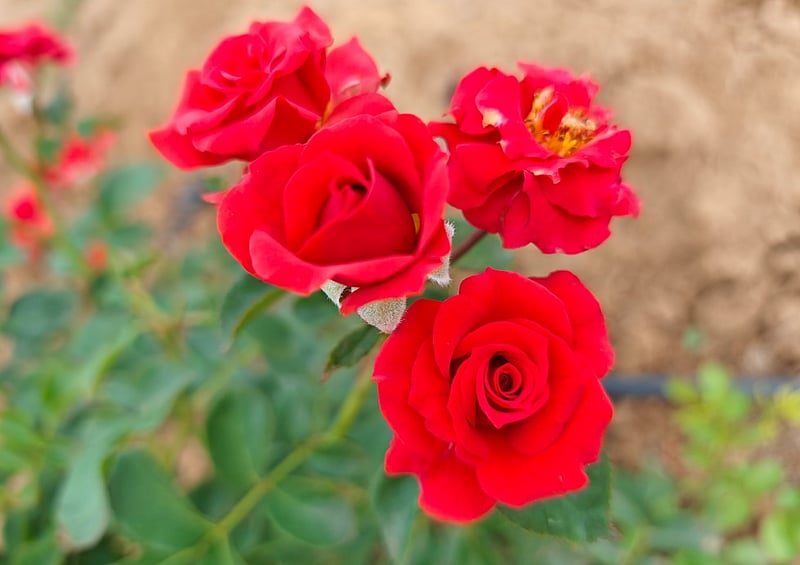 Xiaomi 17 Review: Premium compact phone with impressive camera