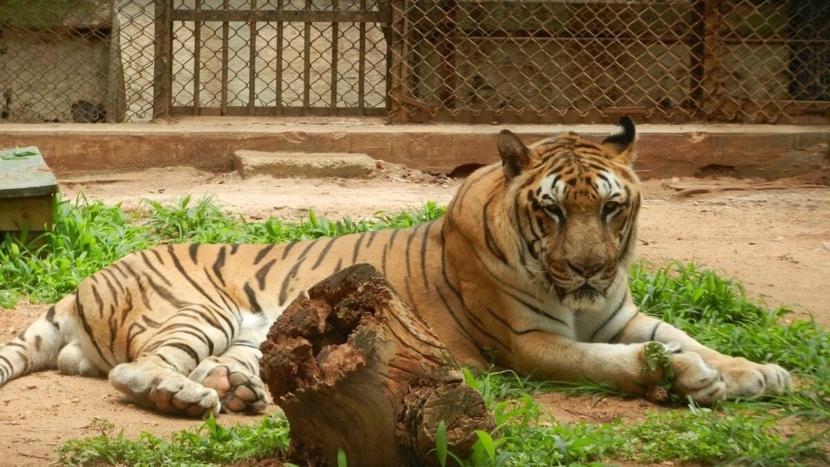 Bengal Tiger Pruthvi Dies After Illness at Mysuru Zoo, Karnataka