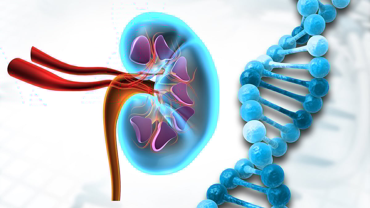 Decoding kidney disorders