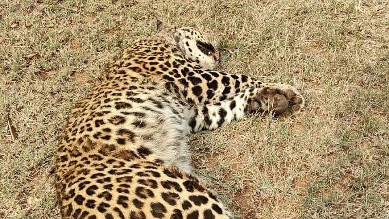Leopard dies after fight with porcupine in buffer zone of Bandipur Tiger Reserve