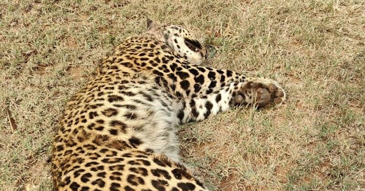 Death Leopard Bandipur leopard death 2026: Big cat killed in fight with porcupine