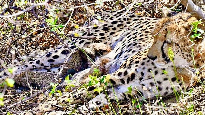 Cheetah gives birth to 4 cubs at MP's Kuno park; first recorded birth in the wild at sanctuary