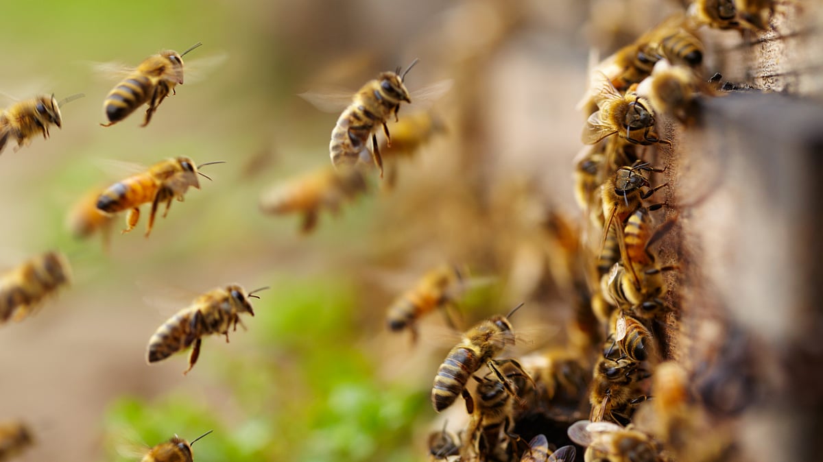 Scientists Uncover 56 Million Bees Under New York Cemetery Grounds