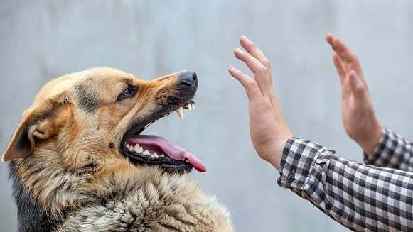 Maharashtra Town Panic: Stray Dog Bites 40 in Two-Hour Rampage