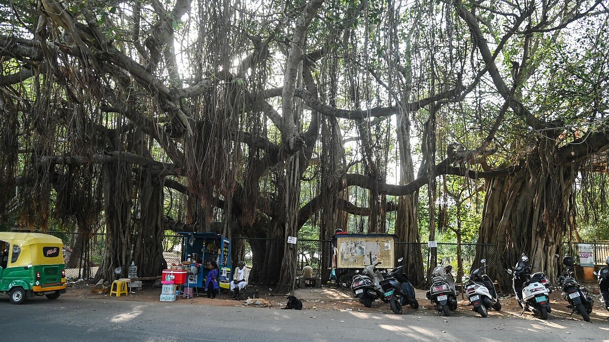 Activists Demand Environmental Review for Mysuru's Kukkarahalli Lake Underpass Project