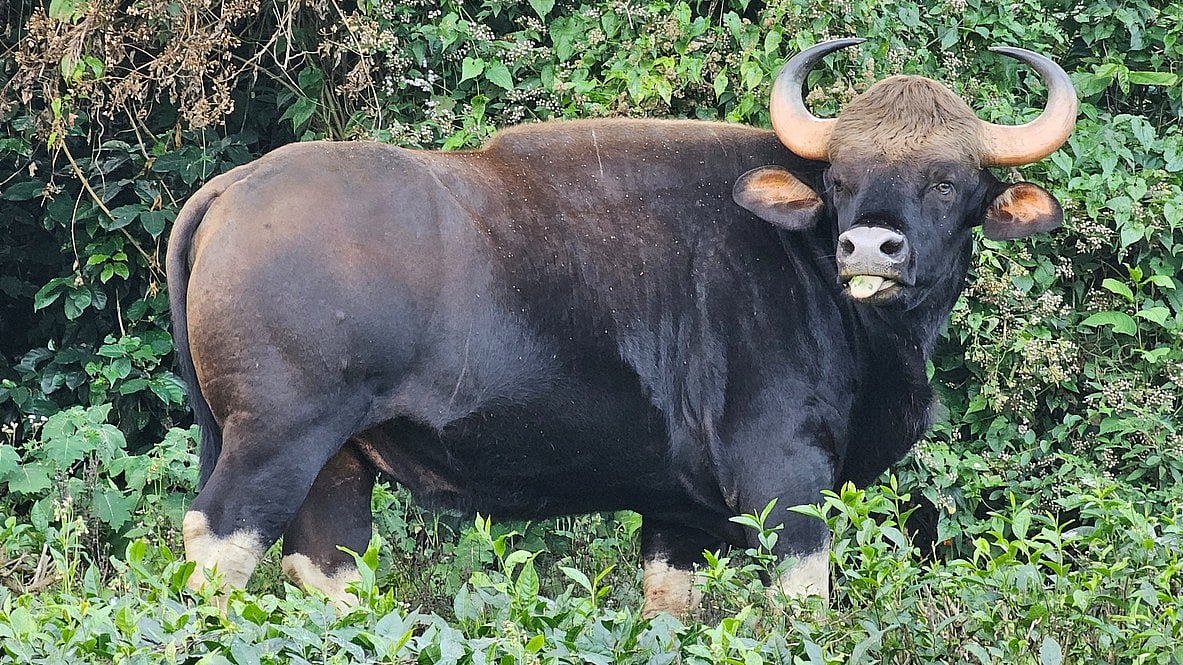 Indian Gaur attack: Plantation worker killed in Kalasa estate in areas