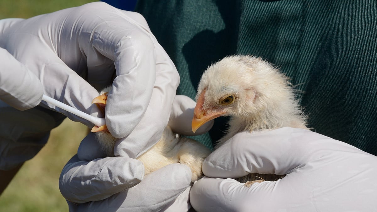Bird Flu Outbreak in Bengaluru: Hesaraghatta Poultry Farm Declared Infected Zone