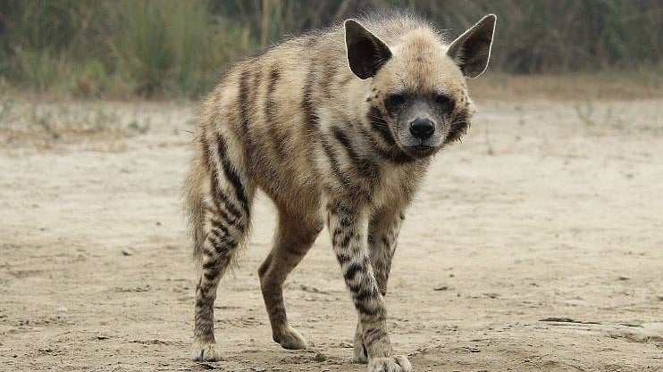 Less than 10,000 mature Indian striped hyenas remain: Wildlife SOS