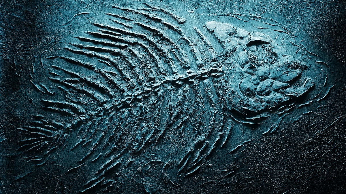 Marine Fossils in Thoothukudi Date Back to 8,000-12,000 Years: ZSI