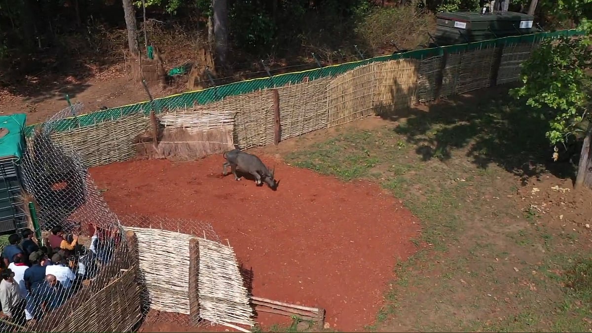 Wild buffaloes reintroduced in Madhya Pradesh after 150 years; new milestone for ecosystem: CM Yadav