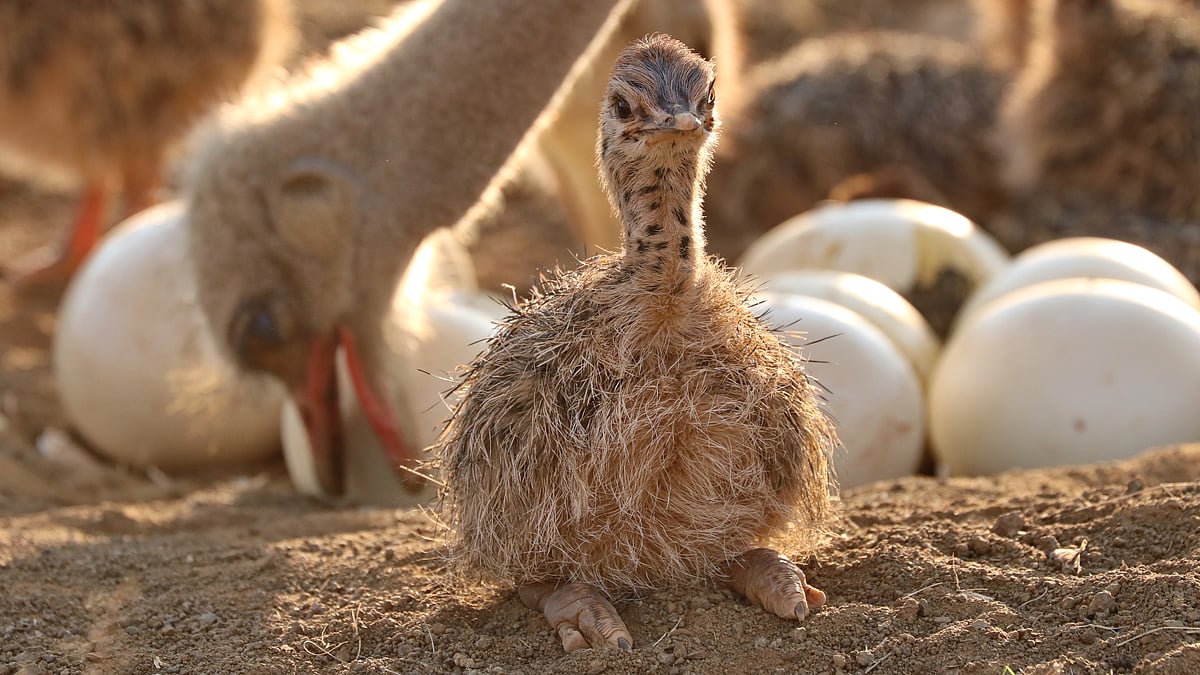 Poop, stomach oil and ostrich eggshells keep records of Earth's ancient climate