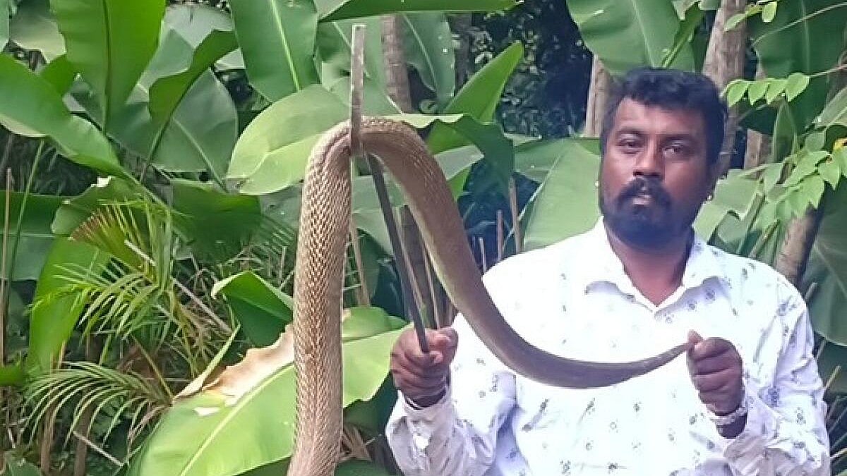 Bengaluru Rains: Snake Sightings Surge as Burrows Flood; Safety Tips