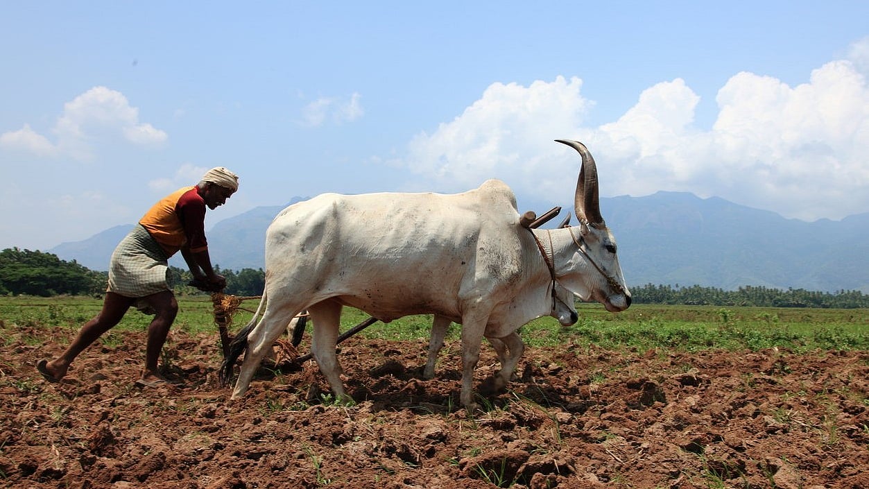 India Farm Crisis: Heat Wave and Fertilizer Shortage Threat