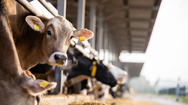 Police register case after video of alleged cow assault goes viral