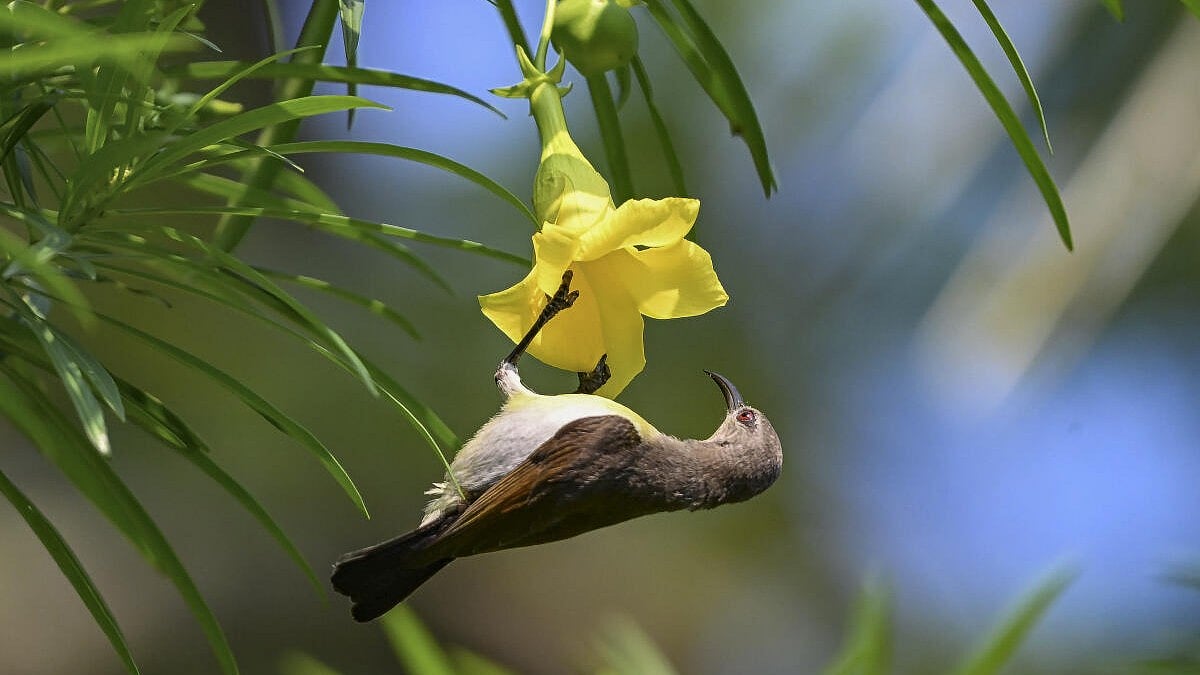 News in Pics | June 3, 2026: Best Photos from around the world