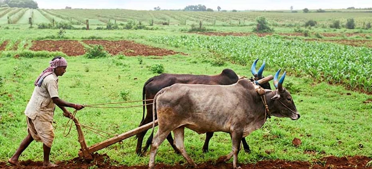 Organic farming: Pandavapura begins shift to chemical-free agriculture push