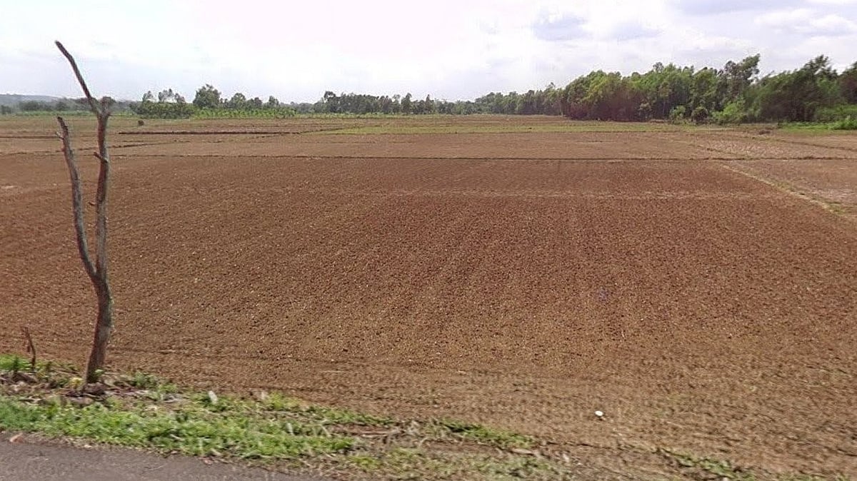 Sirsi: Dry spell leaves paddy farmers in crisis as monsoon delays sowing