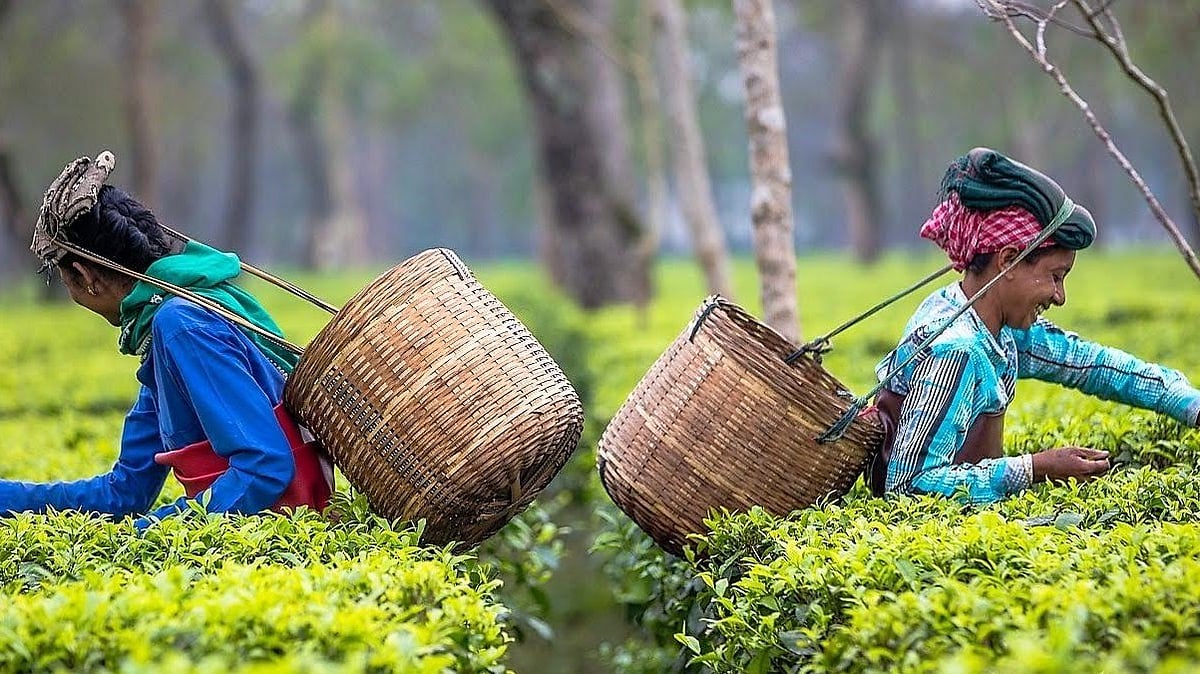 Assam Tea Evolution: India Gets First Commercial Matcha Tea