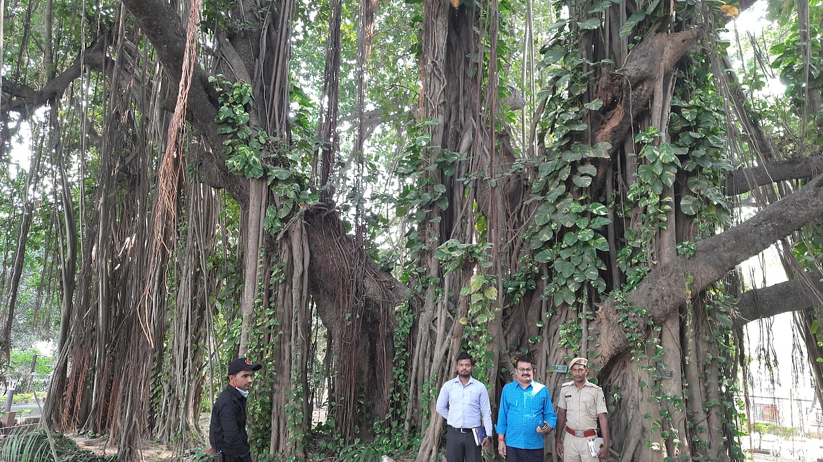 Witness to history: World's oldest scientifically-dated Banyan tree is ...