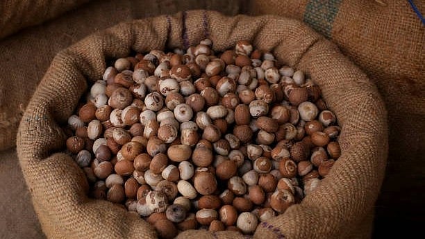 ED, NCB uncover ‘three-tier network’ smuggling areca nuts from Myanmar into India