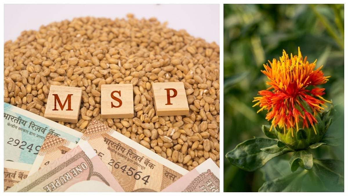 Centre hikes MSP for rabi crops for 2027-28; Safflower gets steepest rise