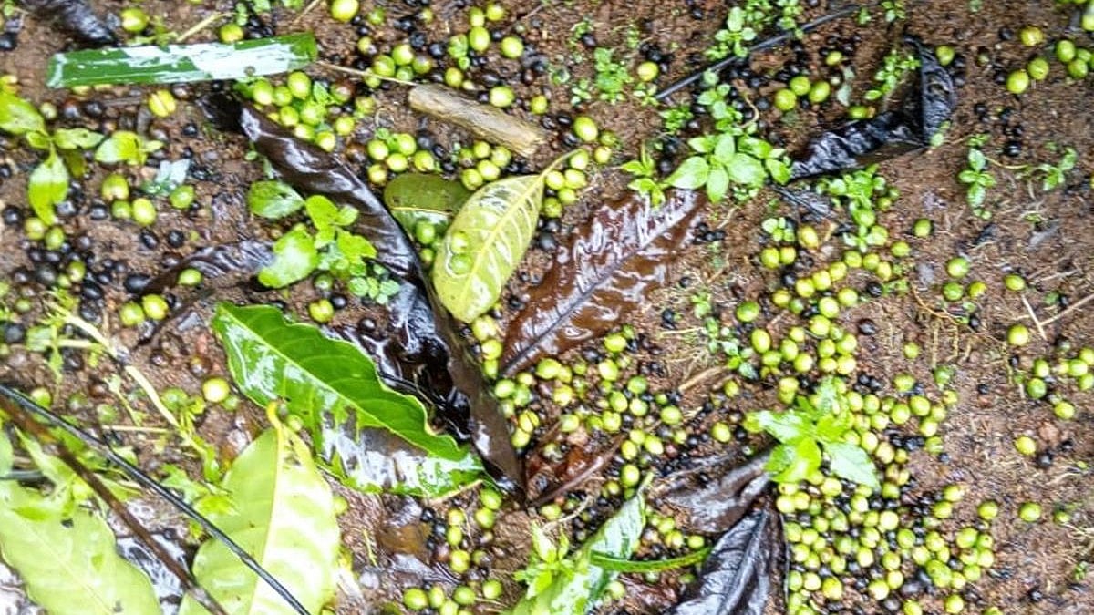 Coffee production will be less than projected target this year: KPA
